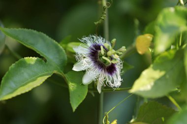 Passiflora çiçeği, Passiflora bitki sarmaşığı, Çin