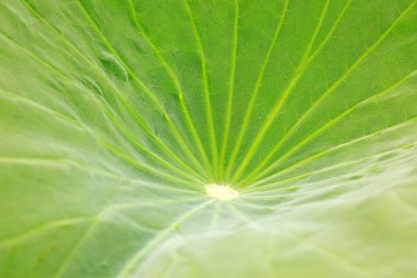 Lotus yaprağı dokusu, yakın çekim fotoğrafı.