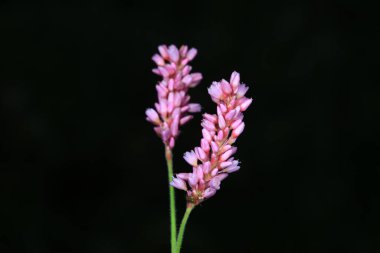 siyah zemin kır çiçekleri