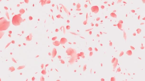 Падающие Розовые Лепестки День Святого Валентина Зацикленный Фон — стоковое видео
