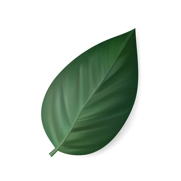Vector Tropical Leaf Exóticos Aislados Ilustración Botánica — Vector de stock