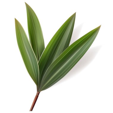 Vektör Tropikal Yaprak. İzole Egzotikler. Botanik illüstrasyon.