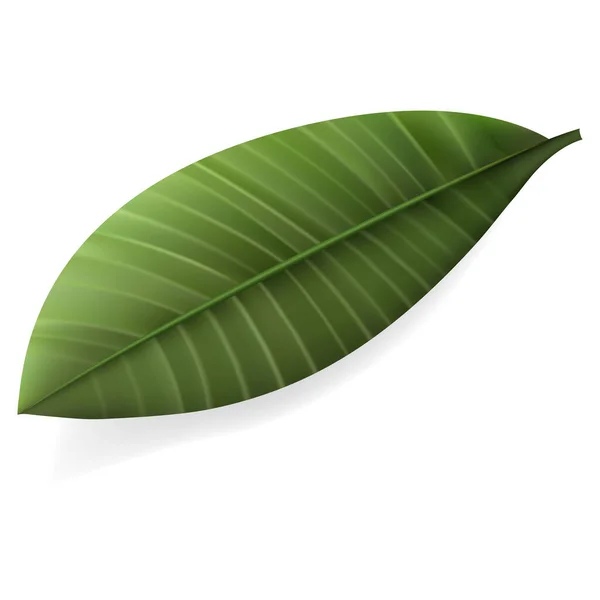 Vector Tropical Leaf Exóticas Isoladas Ilustração Botânica — Vetor de Stock