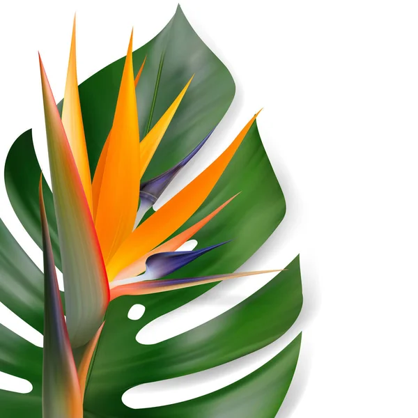 Vector Tropical Leaves Strelitzia Flower Composition — Stock Vector