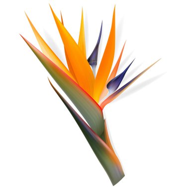 Strelitzia reginae çiçeği, cennet kuşu, turna çiçeği. İzole Egzotikler. Botanik illüstrasyon.