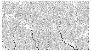Büyüme düzeni. Üretici dallanma yapısı. Organik damar dokusu ağı