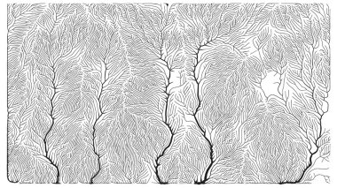 Büyüme düzeni. Üretici dallanma yapısı. Organik damar dokusu ağı
