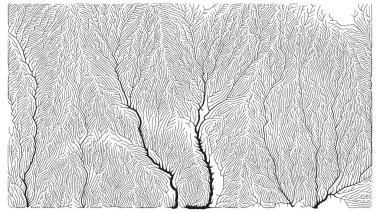 Büyüme düzeni. Üretici dallanma yapısı. Organik damar dokusu ağı