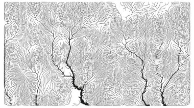 Büyüme düzeni. Üretici dallanma yapısı. Organik damar dokusu ağı