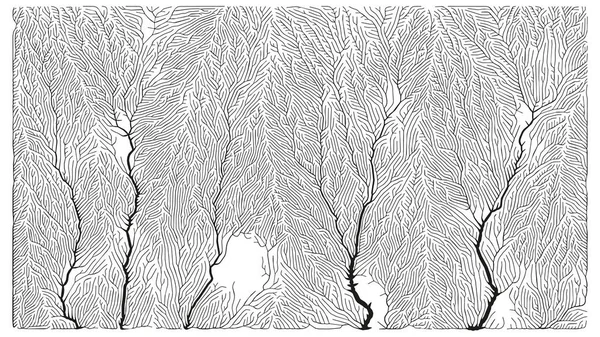 Büyüme düzeni. Üretici dallanma yapısı. Organik damar dokusu ağı
