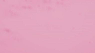 Pembe Gül Yaprakları etrafta uçar ve kalp şeklini oluşturur. Sevgililer Günü konsepti. 3B canlandırma canlandırması.