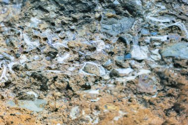 Kemikler bir taşın içinde, kafatasları mağarasında, Cueva de las Calaveras Benidoeig, Valencia 'da.