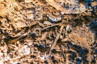 Kemikler bir taşın içinde, kafatasları mağarasında, Cueva de las Calaveras Benidoeig, Valencia 'da.