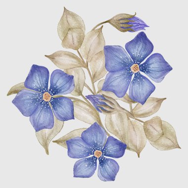 El çizimi renkli menekşe çiçeği vektör çizimi, beyaz arkaplanda Vinca suluboya botanik çizimi.