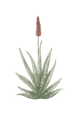Aloe Vera suluboya çizimi beyaz arka planda izole edilmiş. Bitkisel ilaçlar.