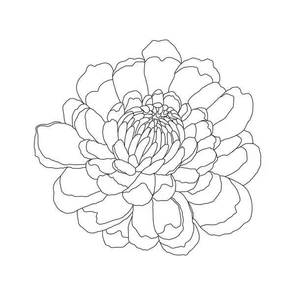 摘要简约的牡丹花卉艺术 白色背景上的矢量可爱线形插图 图库矢量图片