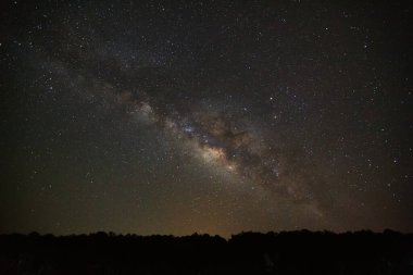 Lantana Camara çiçeklerini kapatın.