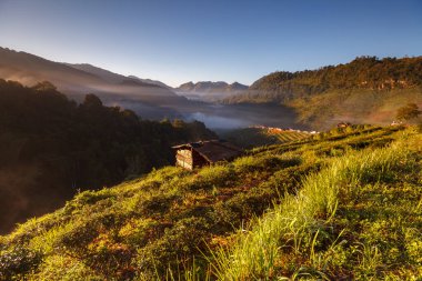 Puslu sabah çay plantasyon içinde Doi Ang Khang, Chiang Mai, Tayland