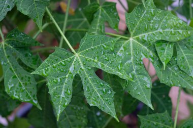 Ev bahçesindeki Chaya ağacına su damlası
