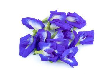 Bezelye çiçek beyaz izole