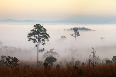 Orman Mulk Salang Luang Milli Parkı: Phetchabun, Thailand, siste