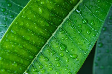 Yaprakların üzerine damlalar. Kapat.