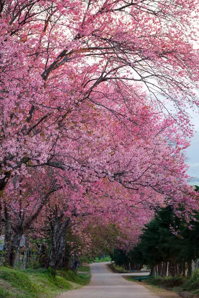 Cherry blossom pathway in Khun Wang ChiangMai, Thailand.