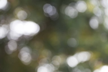 Doğal yeşil bokeh arkaplanı