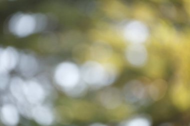 Doğal yeşil bokeh arkaplanı