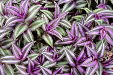 Yaprak dokusu arkaplanı kapat