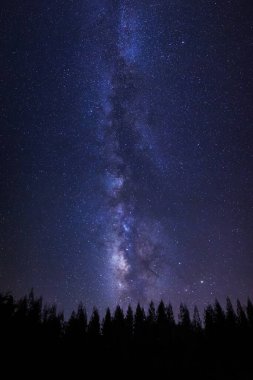 Güzel milkyway ve çam ağacı üzerinde bir gece gökyüzünde yıldızlar ve evrende uzay tozu ile silüeti