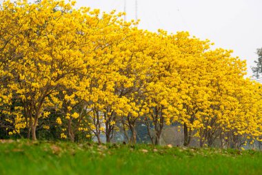 Tabebuia chrysotricha giallo fioriTabebuja chrysotricha żółte kwiaty