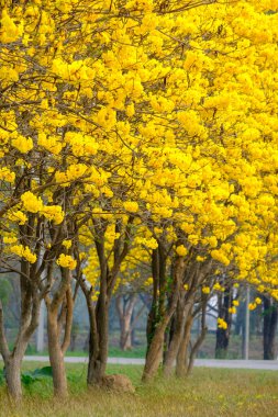 Tabebuia chrysotricha giallo fioriTabebuja chrysotricha żółte kwiaty