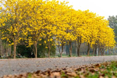 Tabebuia chrysotricha giallo fioriTabebuja chrysotricha żółte kwiaty