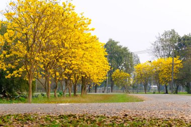 Tabebuia chrysotricha giallo fioriTabebuja chrysotricha żółte kwiaty