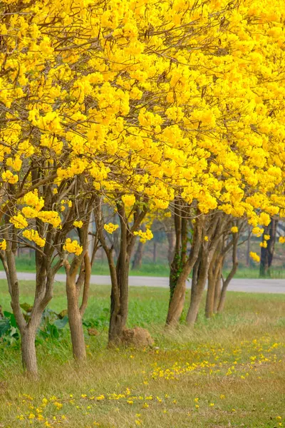 Tabebuia chrysotricha giallo fioriTabebuja chrysotricha żółte kwiaty