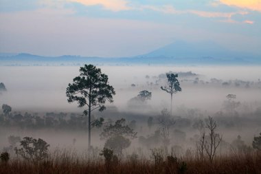 Thung Salang Luang Ulusal Parkı Phetchabun, Tung Argluang 'da sabah vakti manzara sisi Tayland' daki Grassland savanasıdır.