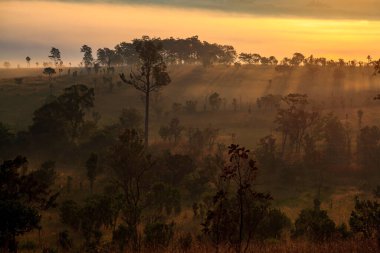 Thung Salang Luang Ulusal Parkı Phetchabun, Tung Argluang 'da sabah vakti manzara sisi Tayland' daki Grassland savanasıdır.
