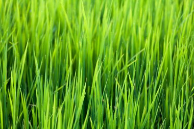 yeşil pirinç tarlası doğa arka plan