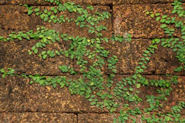 Eski duvar arkaplanındaki sarmaşık izni