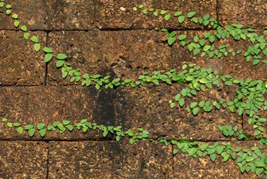 Eski duvar arkaplanındaki sarmaşık izni