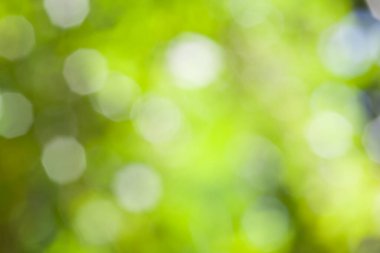 doğal yeşil bokeh adam