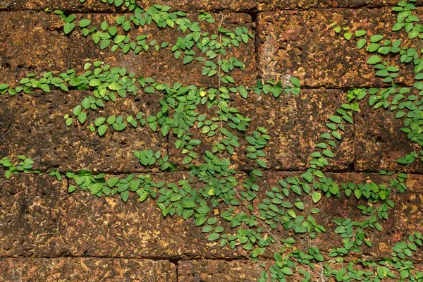 Eski duvar arkaplanındaki sarmaşık izni