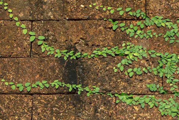 Eski duvar arkaplanındaki sarmaşık izni