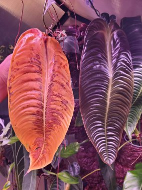 Sararan ve yepyeni bir Anthurium Veitchii yaprağı. Aynı zamanda Kral Anthuriums olarak da bilinir.