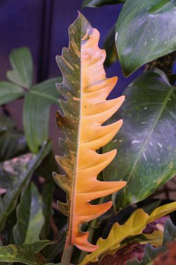 Close up of the variegated leaf of Philodendron Ring of Fire, a popular and rare houseplant