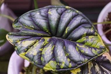 Beautiful dark green and yellow marbled leaf of Alocasia Dragon Scale variegated plant