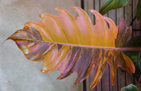 Folha Variegada Impressionante Philodendron Caramel Marble Uma Planta Tropical Rara — Fotografia de Stock