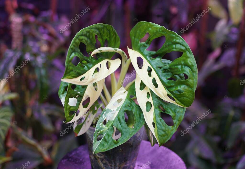 Las hojas blancas y verdes de la variada Monstera Adansonii, una rara y