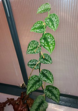 Scindapsus Pictus Exotica 'nın güzel gümüş ve yeşil yaprakları, popüler bir keman bitkisi.